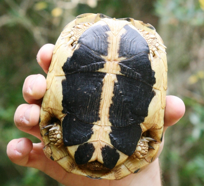 Testudo hermanni hermanni